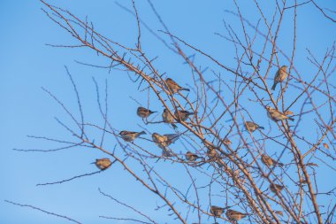Serçe kuşu ağacında