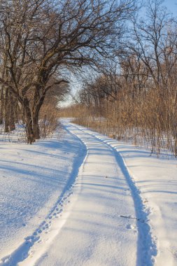 Kırsal yol kış ormanı