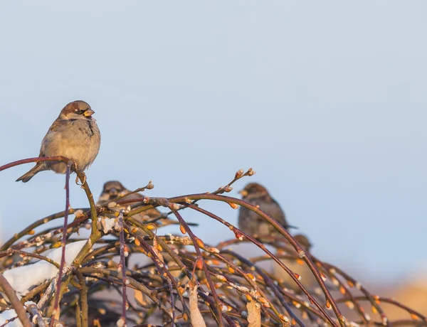 Vrabec pták ve stromu — Stock fotografie