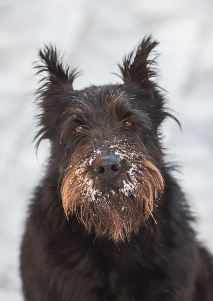 Schnauzer chien dans la neige fraîche — Photo