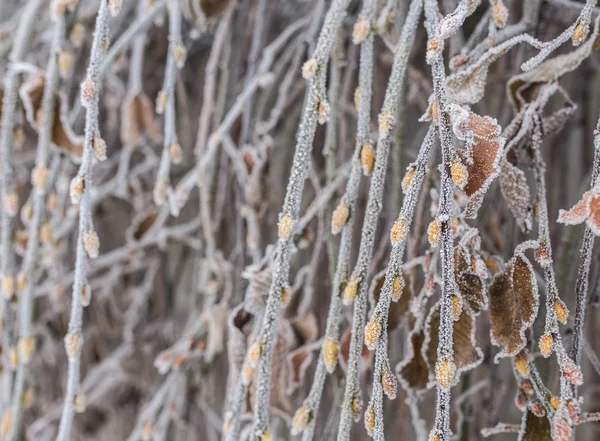 Foglie e rami ricoperti di ghiaccio congelati — Foto Stock