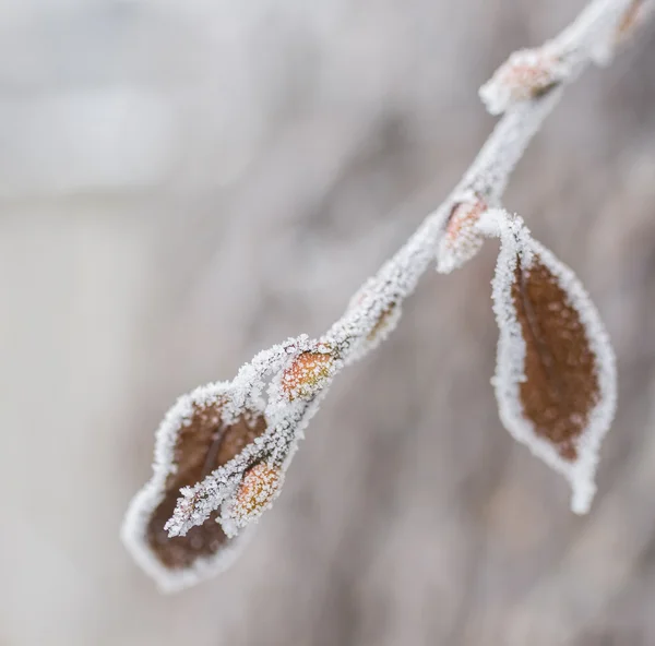 Foglie e rami ricoperti di ghiaccio congelati — Foto Stock