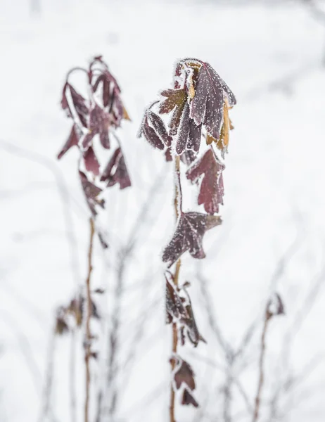 Gefrorene eisbedeckte Blätter und Äste — Stockfoto