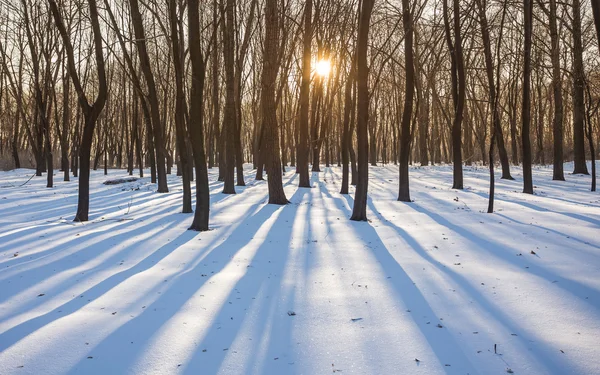 Winter park covered with white snow — Stock Photo, Image