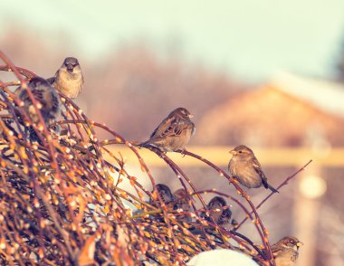 Kış atış dalda oturan serçeler
