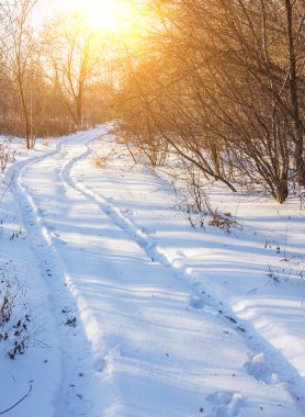 kış manzara soğuk ağaç