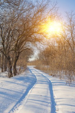 kış manzara soğuk ağaç