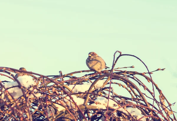 Colpo invernale di passeri seduti sul ramo — Foto Stock