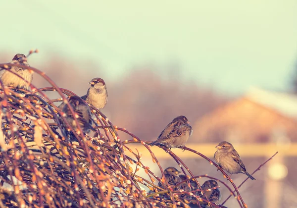 Zimní záběr vrabců sedí na větvi — Stock fotografie