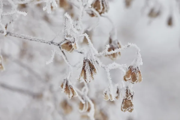 Semi d'acero macro su un ramo in gelo — Foto Stock