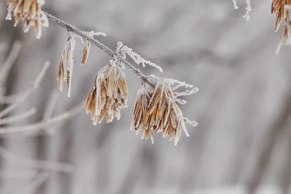 Makro lönn frön på en gren i frost — Stockfoto