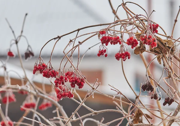 Bacche di sorbo congelate rosse — Foto Stock