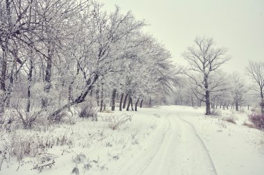 Güzel kış manzarası