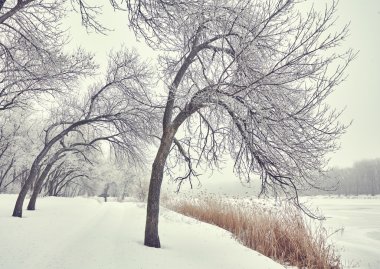 Güzel kış manzarası