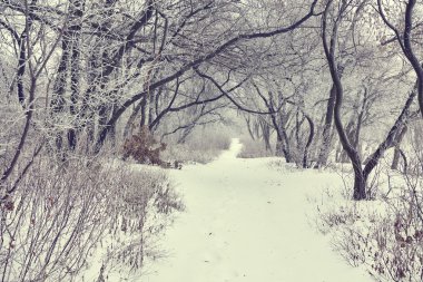 Güzel kış manzarası