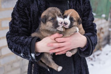 köpek yavrusu kucağında,