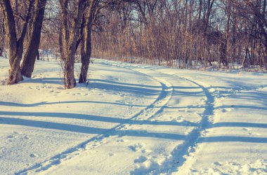 kış manzara soğuk ağaç
