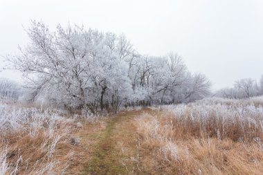 kış manzara frost Oaks'da soğuk sabah