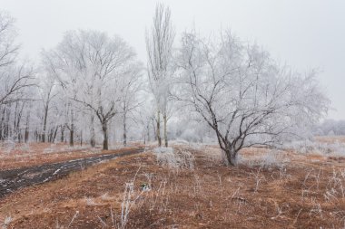 kış manzara frost Oaks'da soğuk sabah