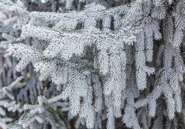 Toprakla kaplı kozalaklı dallar..