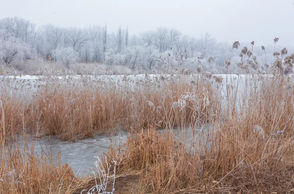 Hora de inverno no lago da floresta . — Fotografia de Stock