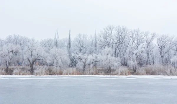 Hora de inverno no lago da floresta . — Fotografia de Stock