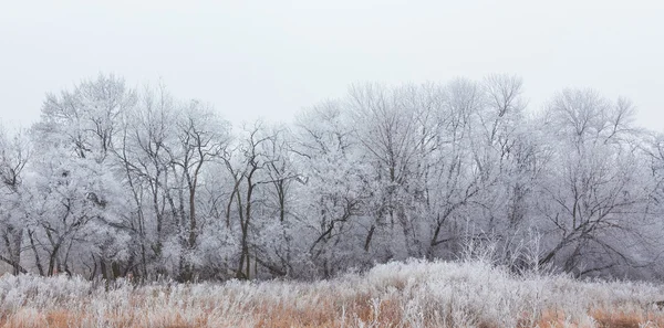 Winter landscape frost oaks in frosty morning — Stock Photo, Image