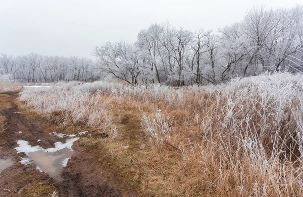 Inverno paisagem geada carvalhos na manhã gelada — Fotografia de Stock