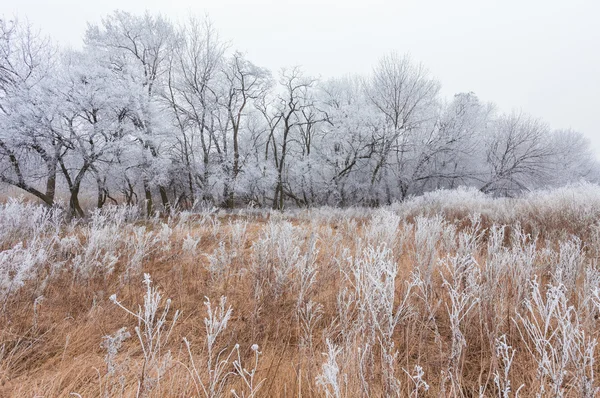 Inverno paisagem geada carvalhos na manhã gelada — Fotografia de Stock