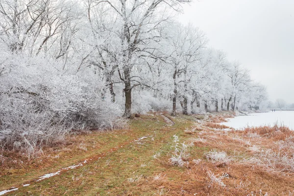 Inverno paisagem geada carvalhos na manhã gelada — Fotografia de Stock