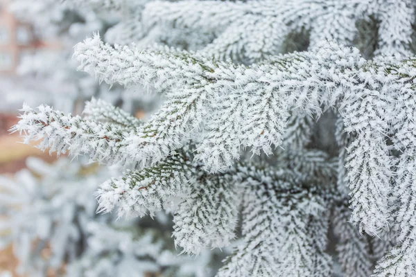 Barrträdsgrenar täckta med hjorfrost. — Stockfoto