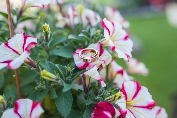 Two wedding rings — Stock Photo, Image