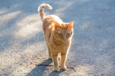 Parlak güneşin kırmızı kedi