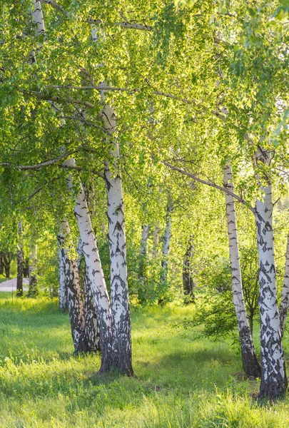 햇빛에 자작나무 숲 — 스톡 사진