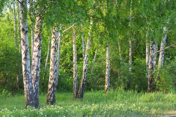 Bosque de abedul a la luz del sol — Foto de Stock