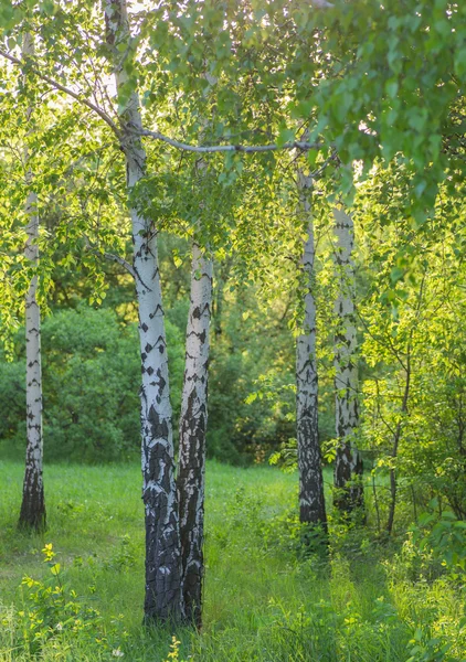 Březový les na slunci — Stock fotografie