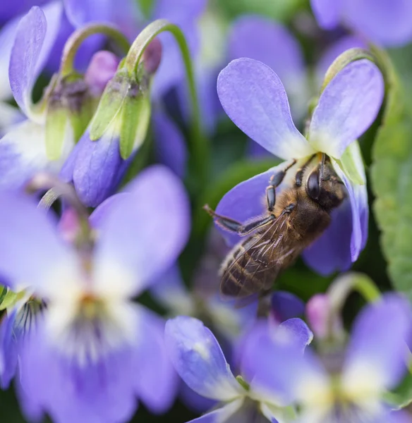Pszczoła na kwiatku. — Zdjęcie stockowe