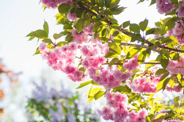 Malus pumila melo in piccolo DOF — Foto Stock