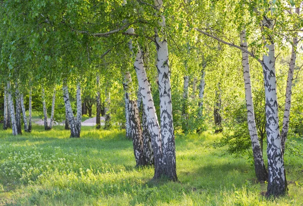 Floresta de bétula à luz solar — Fotografia de Stock