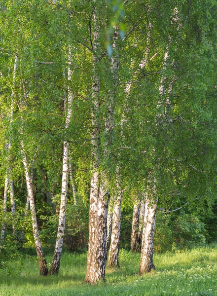 Brzozowy las w słońcu — Zdjęcie stockowe