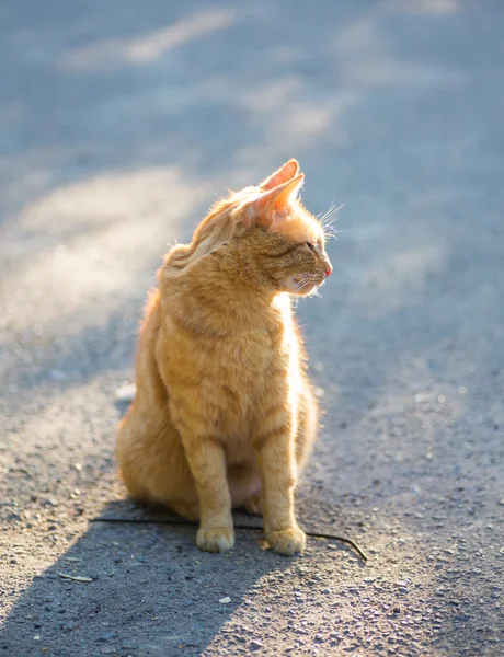 Rote Katze in der hellen Sonne — Stockfoto