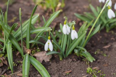 İlkbahar kardelen çiçekleri açıyor