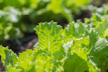 Salata yaprakları yeşil meşe ile