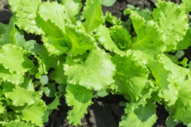 Salata yaprakları yeşil meşe ile