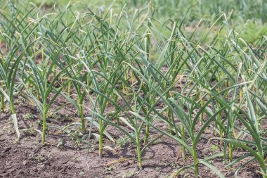 bir tabak içinde turp