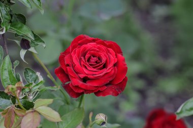 Doğal olarak kırmızı gül