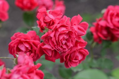 Doğal olarak kırmızı gül