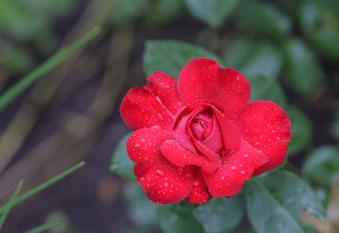 Doğal olarak kırmızı gül