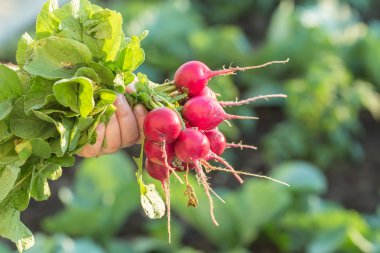 bir tabak içinde turp