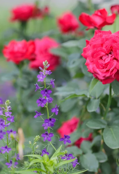 Rosa rossa come naturale — Foto Stock